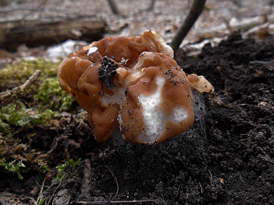 Gyromitra gigas1.jpg
