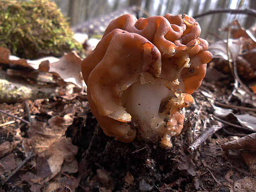 Gyromitra gigas2.JPG