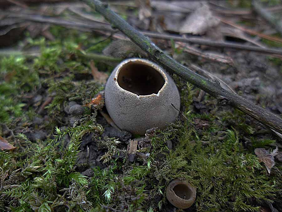 Helvella leucomelaena.JPG