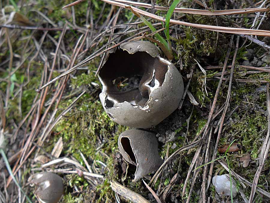 Helvella leucomelaena1.jpg