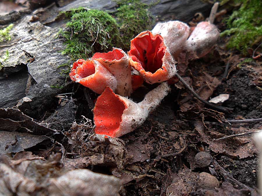 Microstoma Protracta.jpg