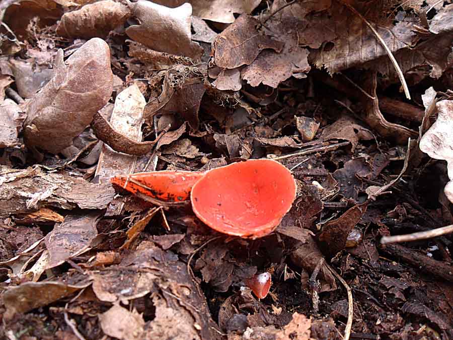 Sarcoscypha austriaca.JPG