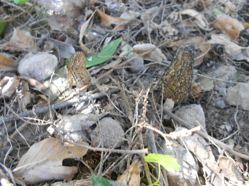 DSCN1320 (800x600).jpg