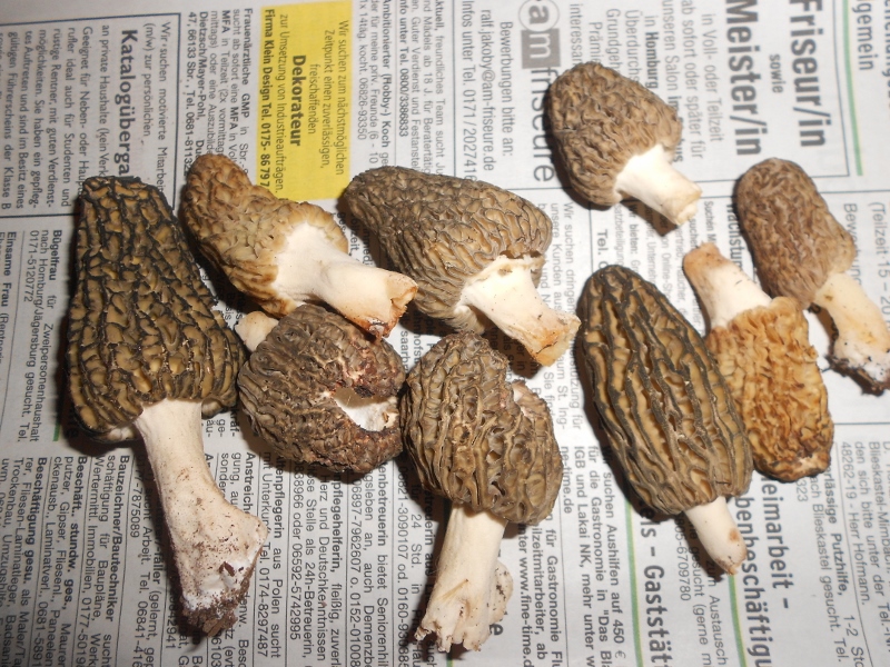 DSCN1318 (800x600).jpg