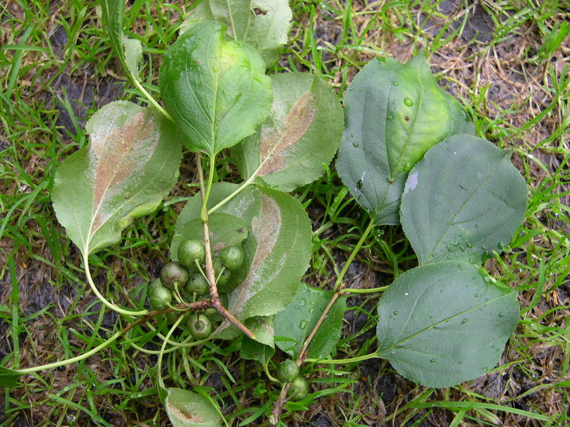 TP-Eriophyes spec.a.JPG