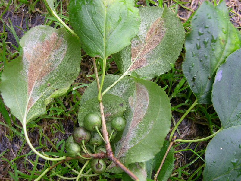 TP-Eriophyes spec.b.JPG