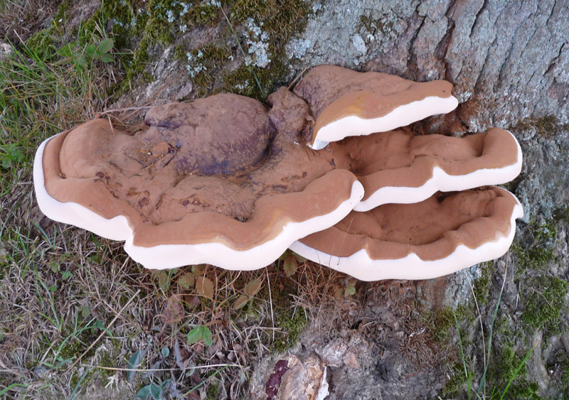 P1000462 Ganoderma800 645 .jpg