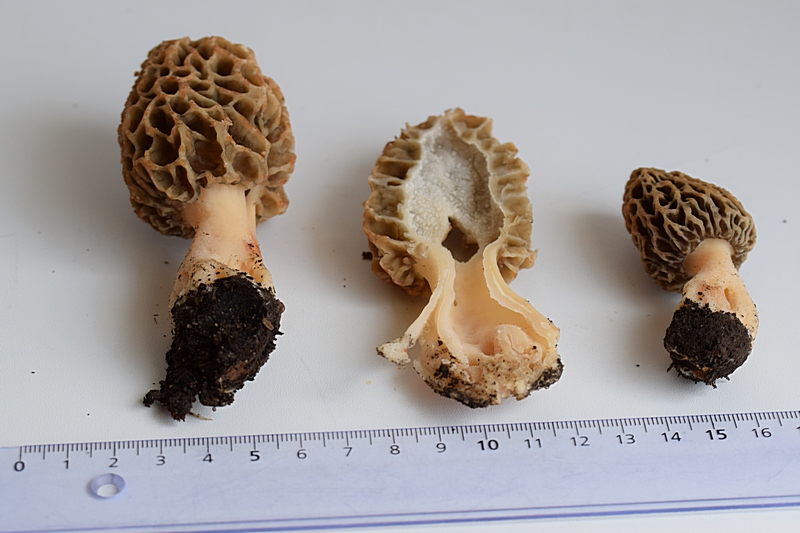 Morchella sp_3.JPG