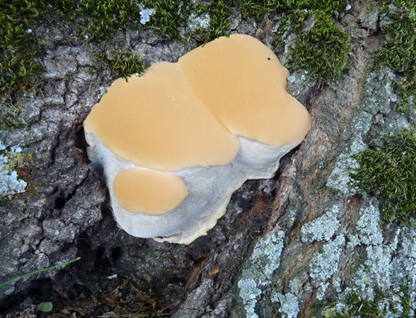 Ganoderma lucidum scal.jpg
