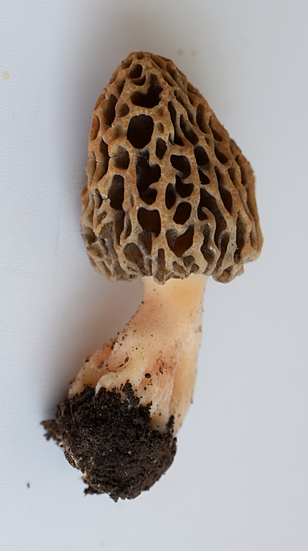 Morchella sp_6.JPG