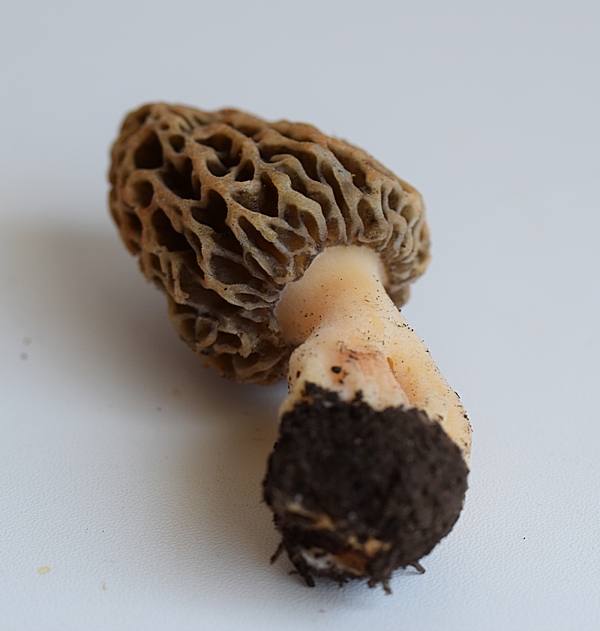 Morchella sp_7.JPG