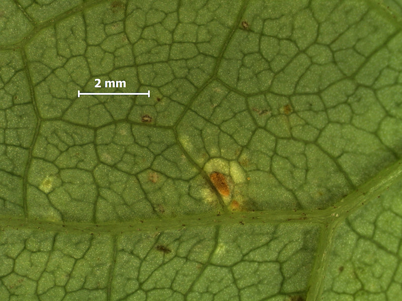 Puccinia_mulgedii_3.jpg