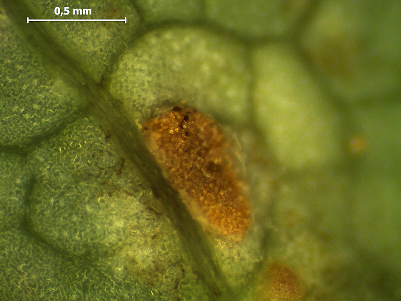 Puccinia_mulgedii_4.jpg