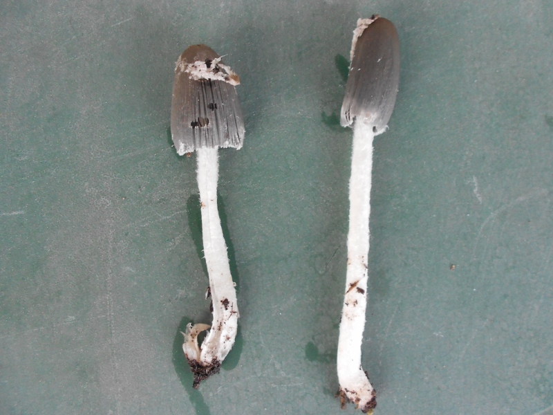 DSCN1324 (800x600) (800x600).jpg