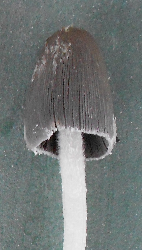 DSCN1330 (455x800).jpg