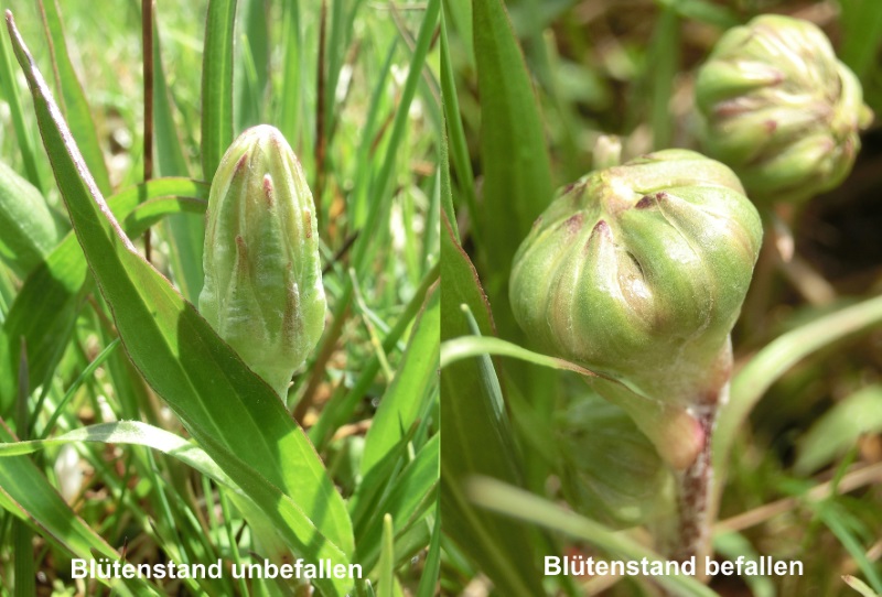 Microbotryum scorzonerae auf Scorzonera humilis 1.jpg