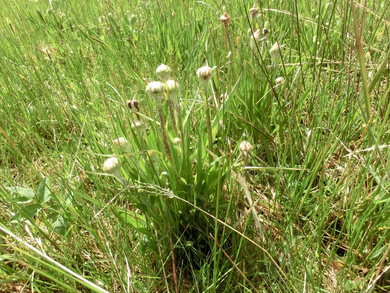 Microbotryum scorzonerae auf Scorzonera humilis 3.JPG