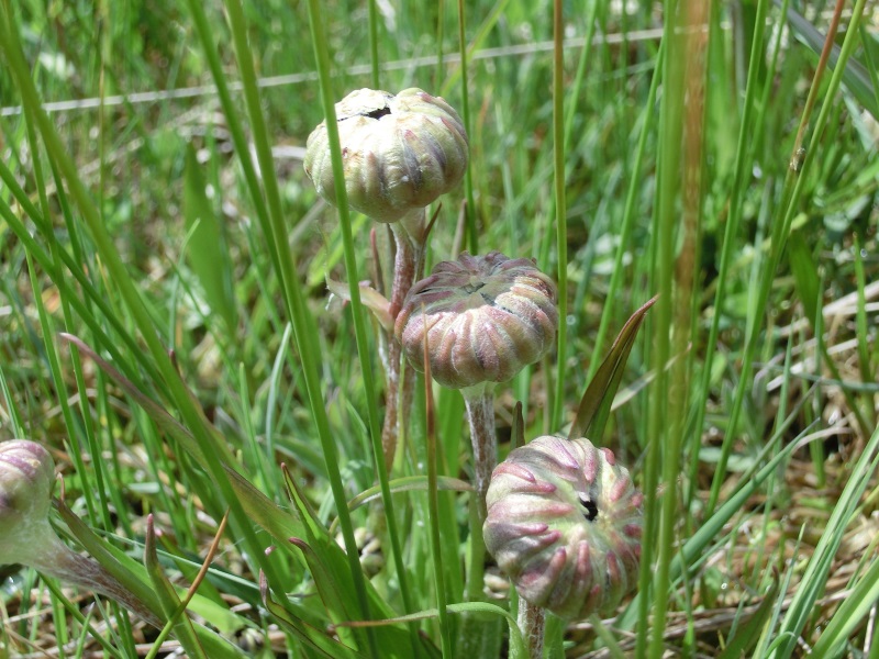 Microbotryum scorzonerae auf Scorzonera humilis 4.JPG