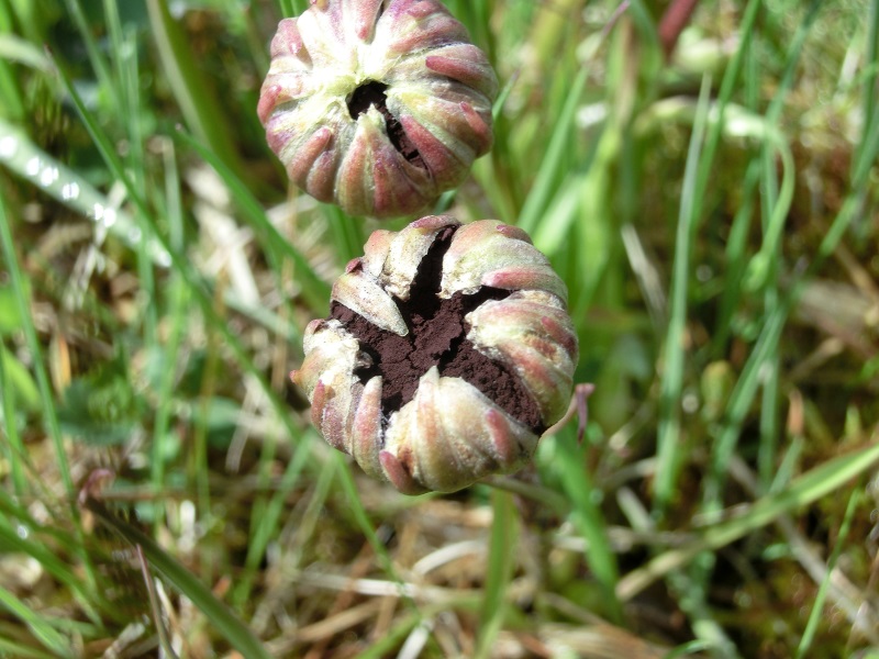 Microbotryum scorzonerae auf Scorzonera humilis 5.JPG