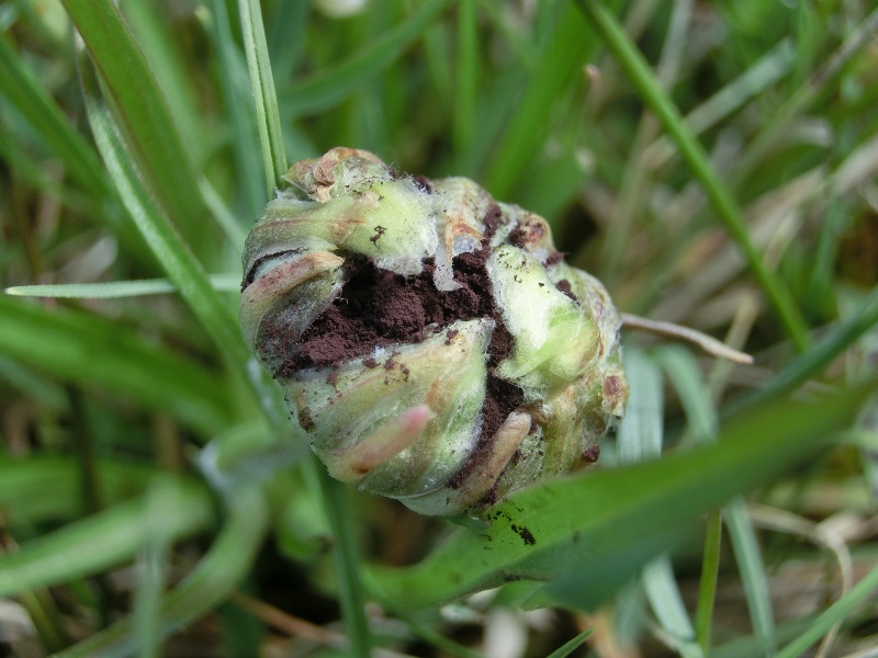 Microbotryum scorzonerae auf Scorzonera humilis 6.JPG