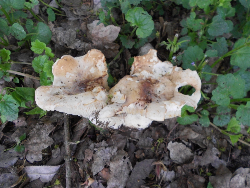 DSCN1362 (800x600).jpg