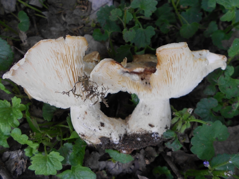 DSCN1363 (800x600).jpg