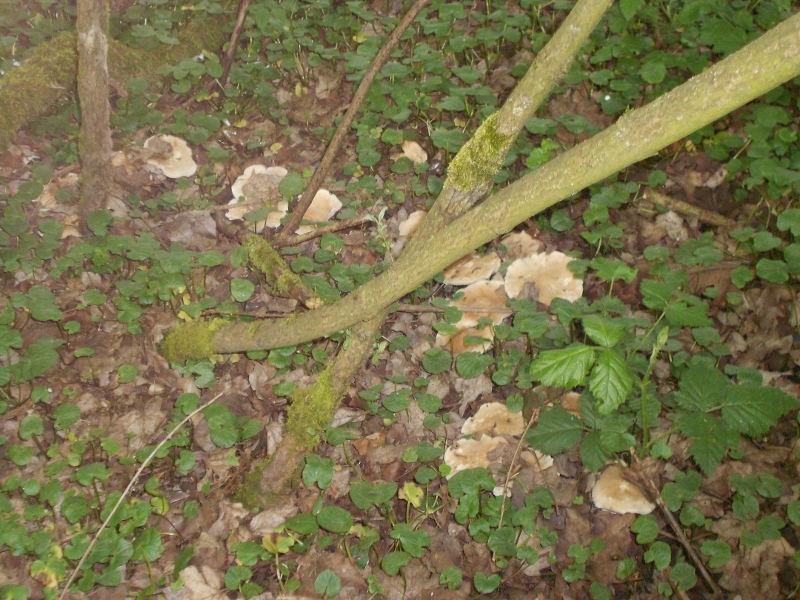 DSCN1374 (800x600).jpg