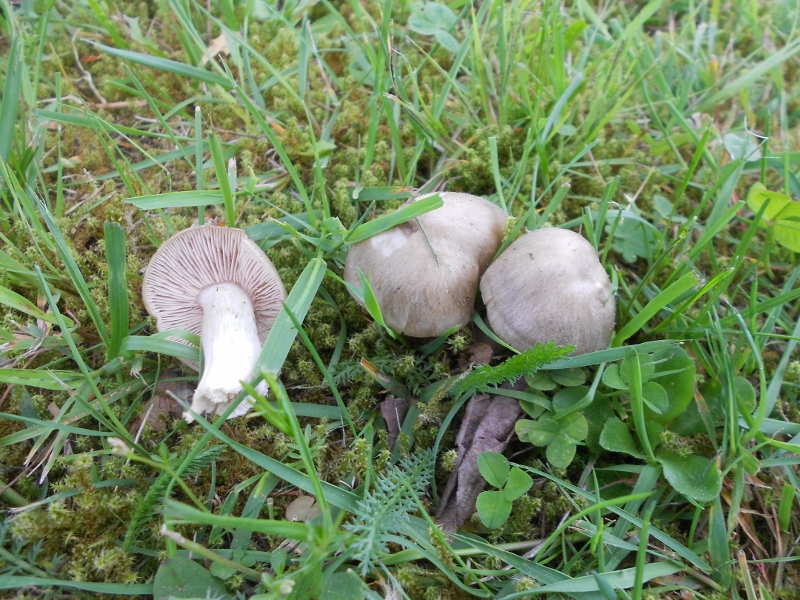 DSCN1358 (800x600).jpg