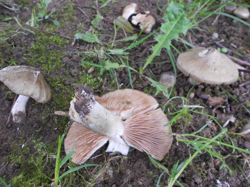 DSCN1361 (800x600).jpg