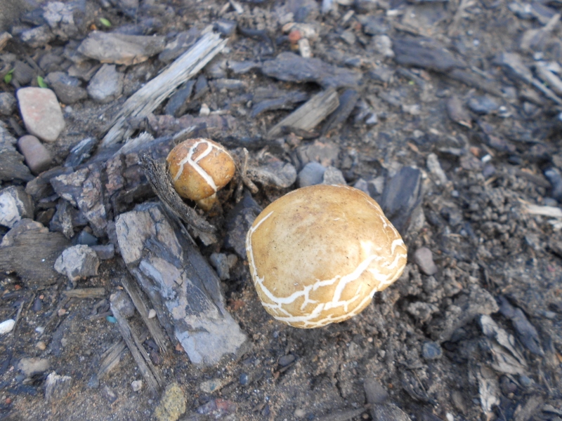 Pilze auf der Verkehrsinsel