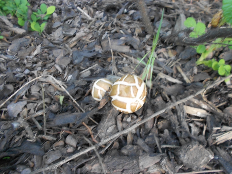 DSCN1379 (800x600).jpg