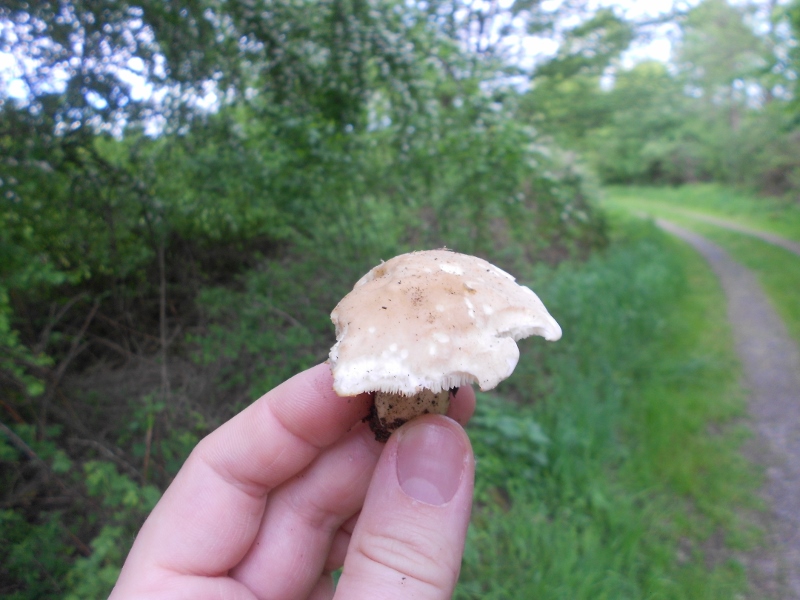 DSCN1367 (800x600).jpg