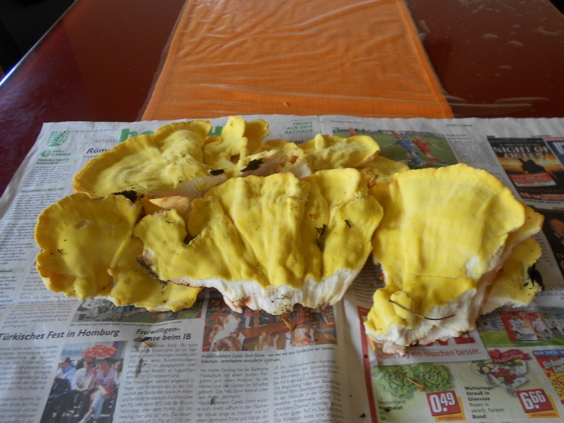 DSCN0241 (800x600).jpg