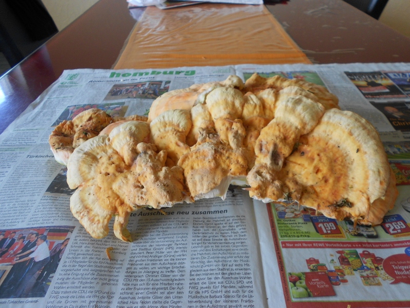 DSCN0240 (800x600).jpg