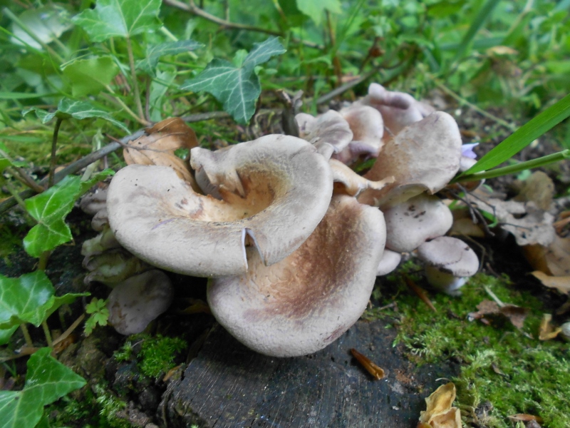 DSCN1394 (800x600).jpg