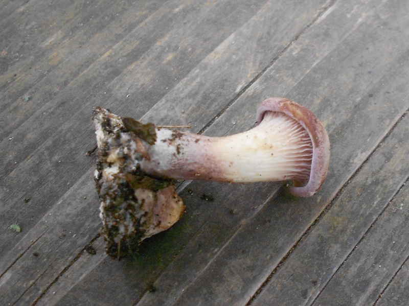 DSCN1397 (800x599).jpg