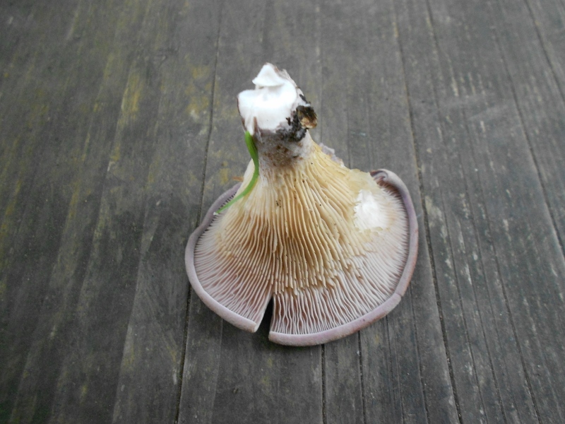 DSCN1398 (800x600).jpg