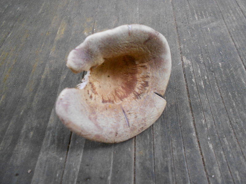 DSCN1399 (800x600).jpg