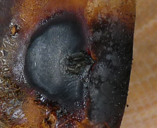 Hutoberseite mit verbranntem Harztropfen in Bildmitte