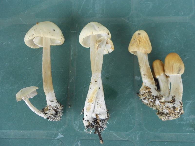 DSCN1453 (800x600).jpg