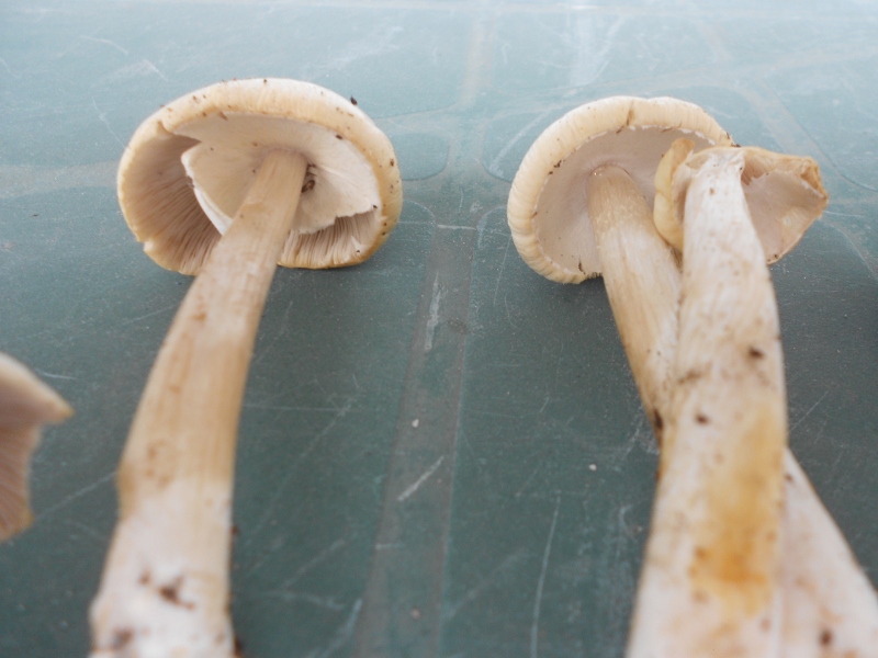 DSCN1454 (800x600).jpg