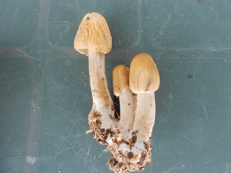 DSCN1455 (800x600).jpg