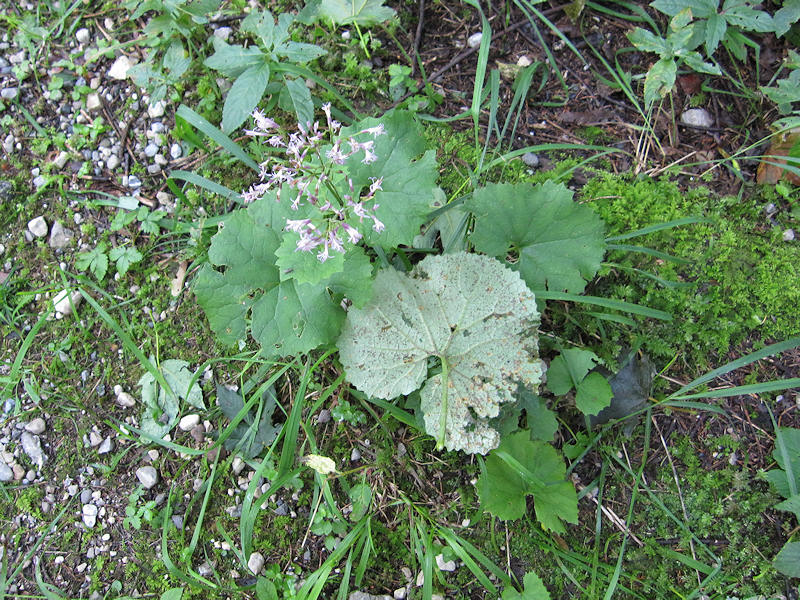 Coleosporium_cacaliae_1.JPG