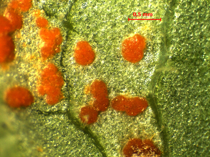 Coleosporium_cacaliae_2.jpg