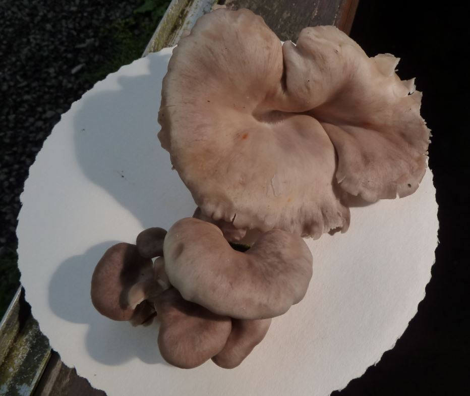 Pleurotus Ostreatus ?