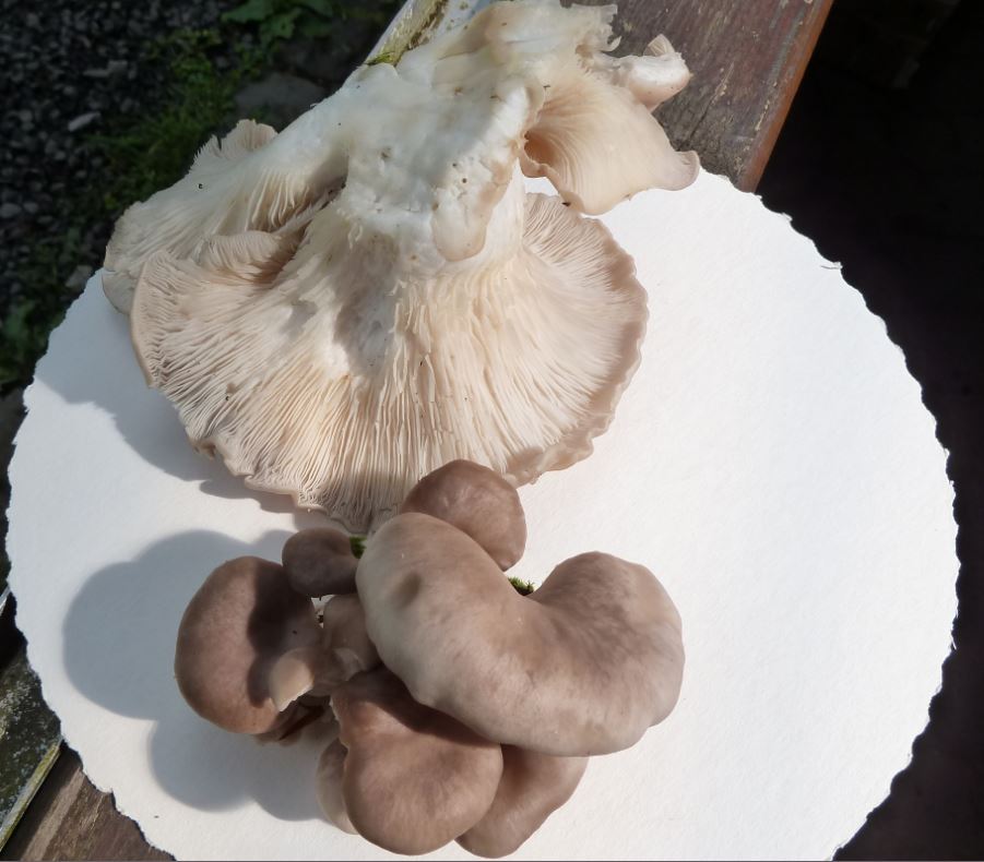 Pleurotus Ostreatus ?