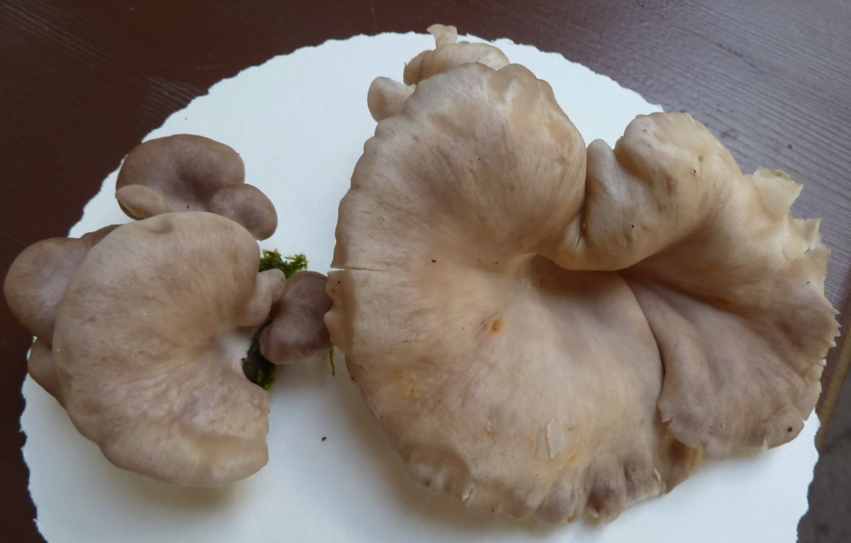 Pleurotus Ostreatus ?