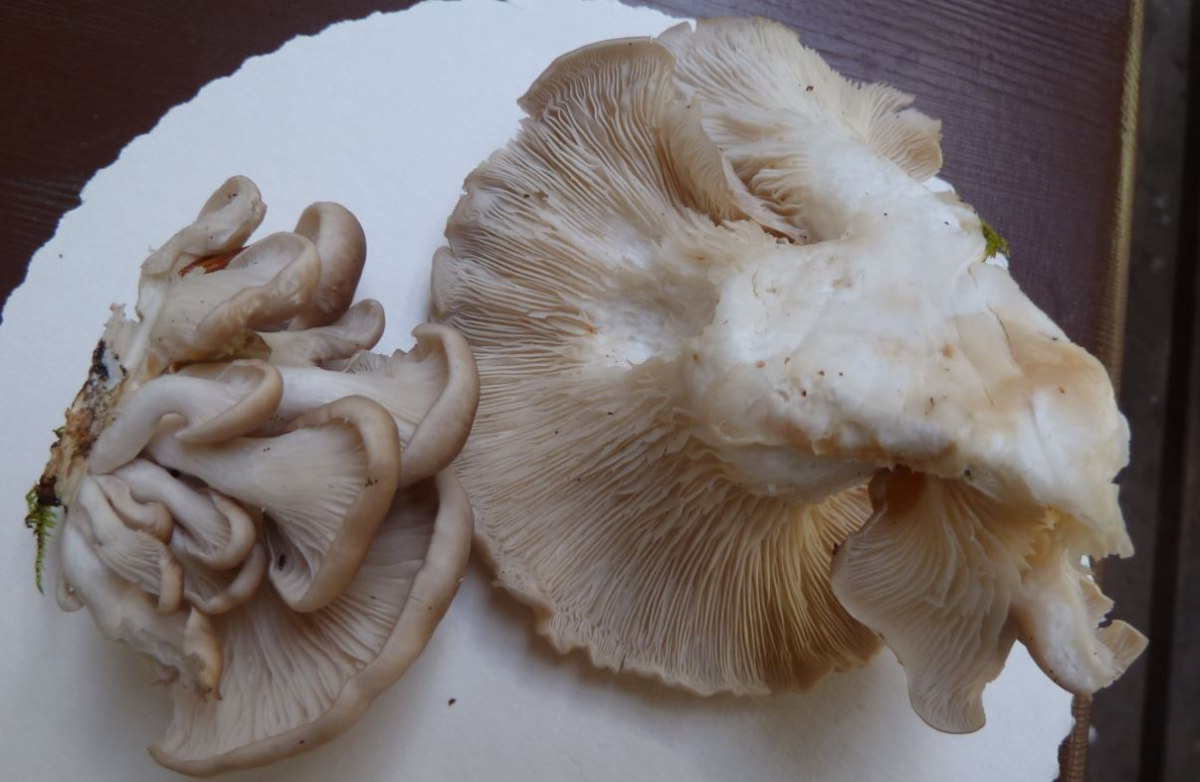 Pleurotus Ostreatus ?