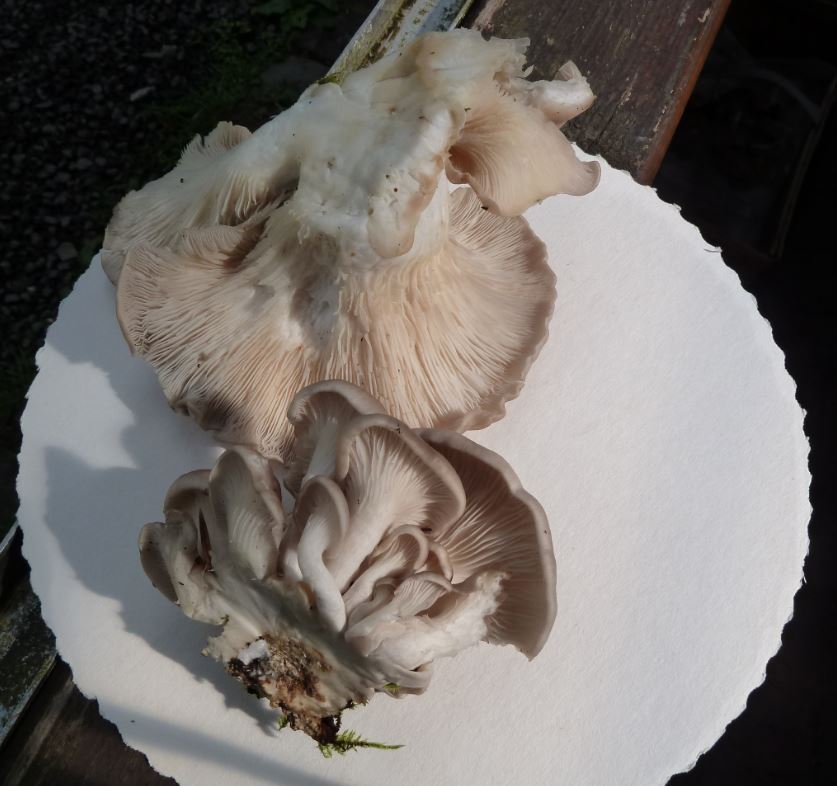 Pleurotus Ostreatus ?