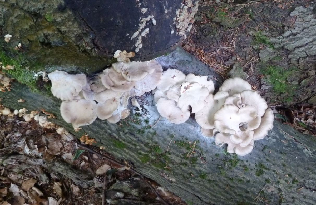 Pleurotus Ostreatus ?